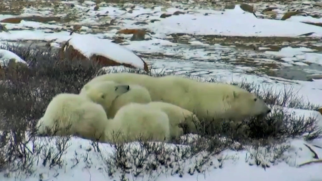 Polar Bear Mom and Cub Snugglefest | Explore