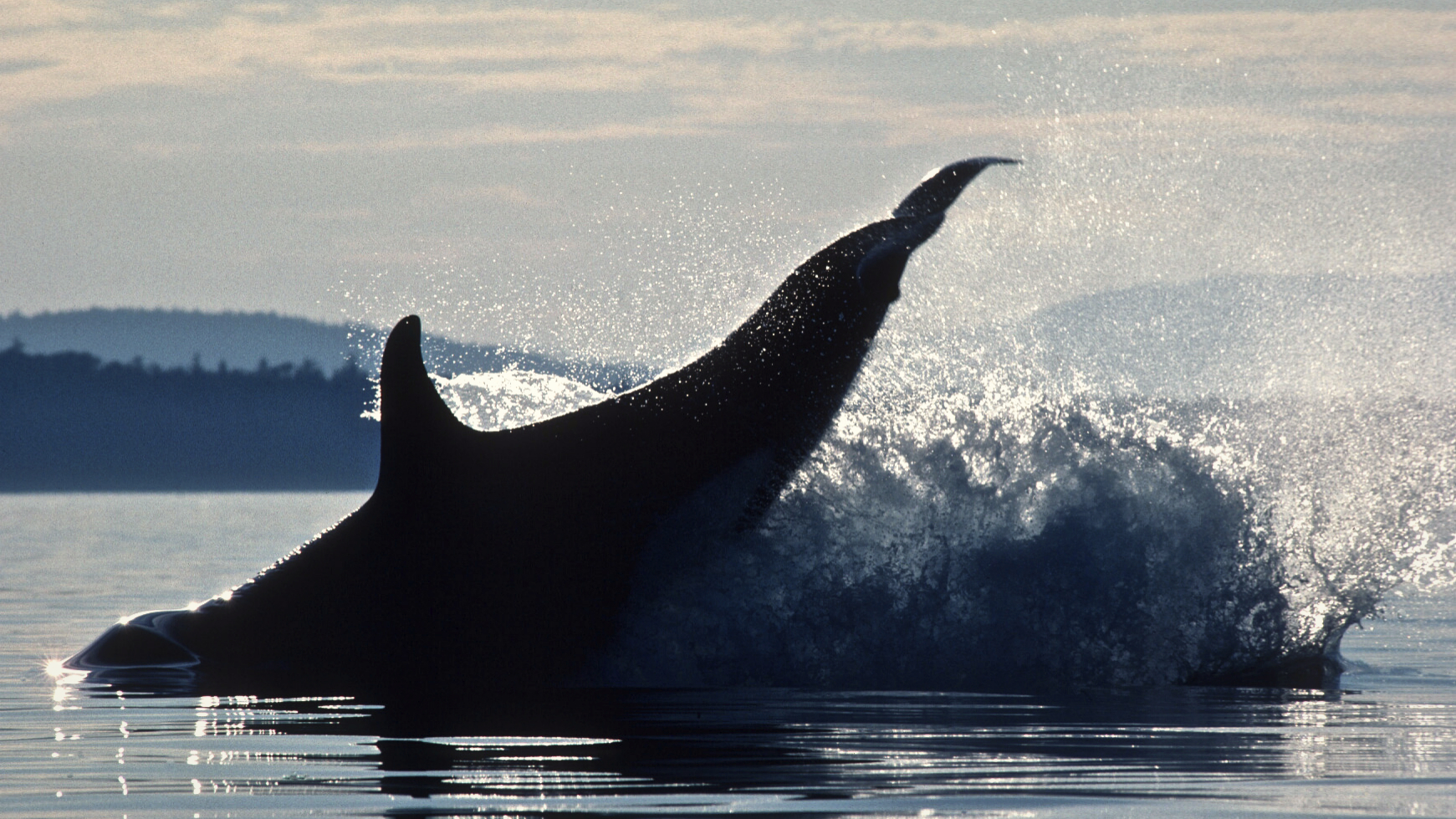 Orcas are making a big splash on explore! Explore
